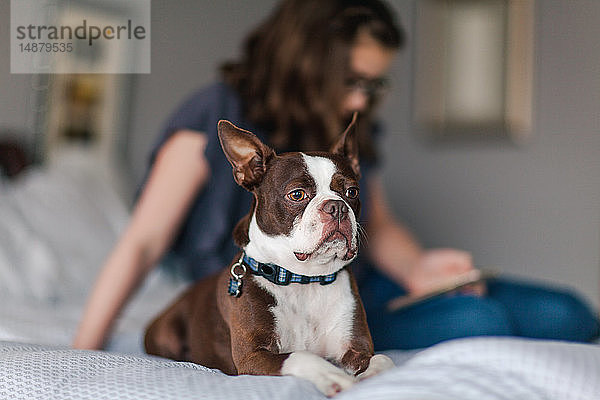 Haustier Hund auf dem Bett  Mädchen mit Smartphone im Hintergrund