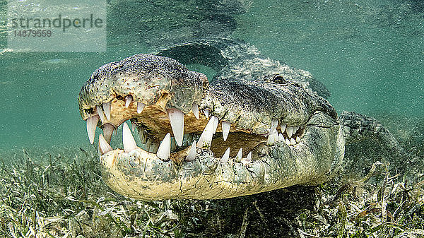 Amerikanisches Salzwasserkrokodil  Chinchorro-Bänke  Xcalak  Quintana Roo  Mexiko