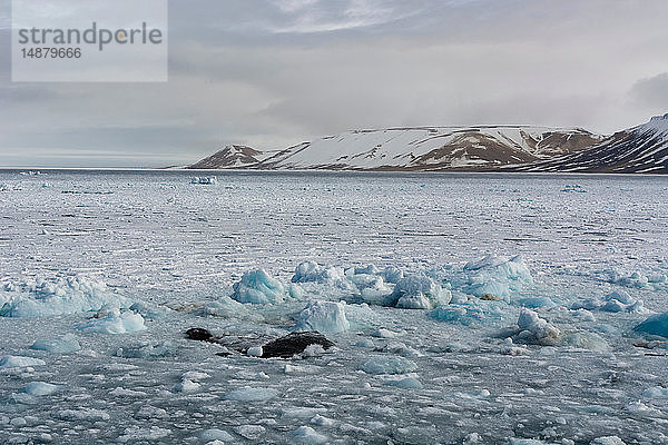 Packeis  Wahlenberg-Fjord  Nordaustlandet  Svalbard  Norwegen