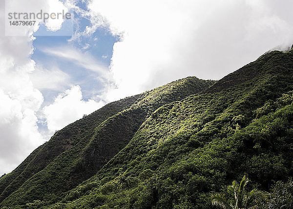 Üppig grüner Regenwald am Hang  Haleakala  Maui  Hawaii