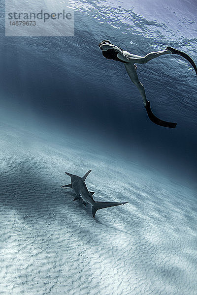 Unterwasseransicht eines großen Hammerhais und einer Taucherin  Alice Town  Bimini  Bahamas