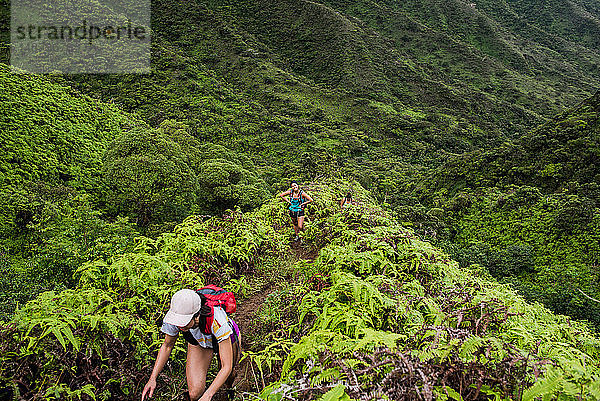 Wanderer  die im Regenwald wandern  Moanalua Valley Trail  Oahu  Hawaii
