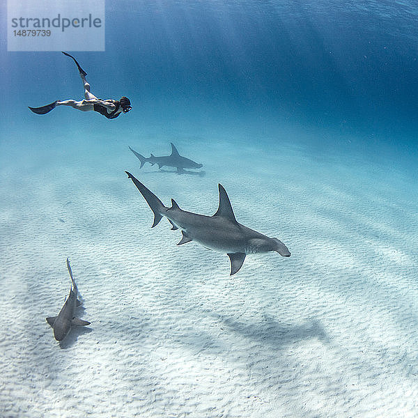 Unterwasseransicht von grossen Hammerhaien und Taucherinnen  die über den Meeresboden schwimmen  Alice Town  Bimini  Bahamas