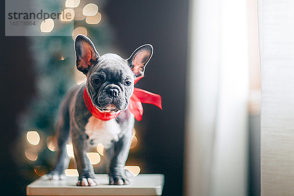 Junge französische Bulldogge trägt rote Schleife zu Weihnachten