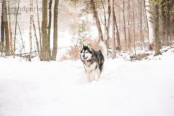 Malamutenhund in Schneelandschaft