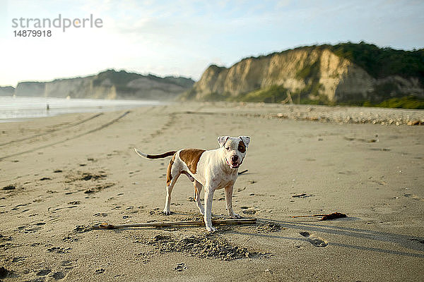 Porträt eines Hundes am Strand
