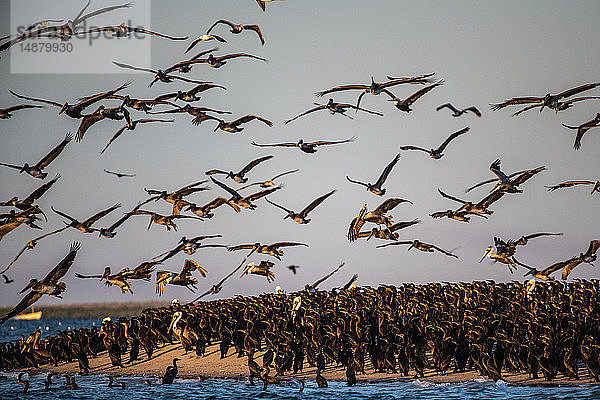 Herden brauner Pelikane  die sich von Fischabfällen ernähren
