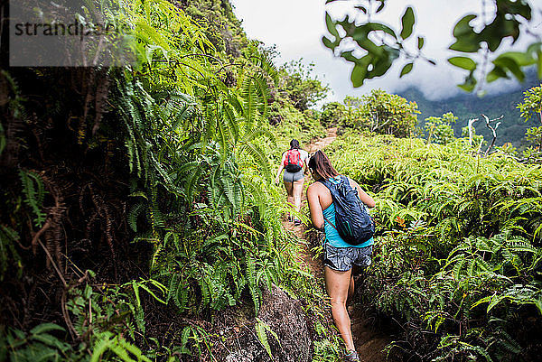 Wanderer  die im Regenwald wandern  Iao Valley  Maui  Hawaii