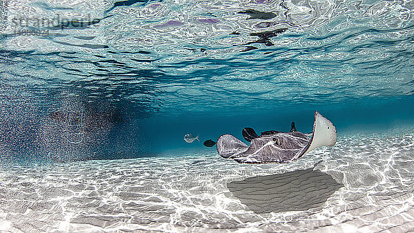 Südlicher Stachelrochen  Stingray City  Kaimanpalmen  Kaimaninseln