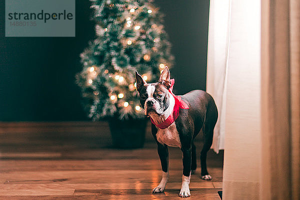 Boston Terrier mit roter Schleife  Weihnachtsbaum im Hintergrund