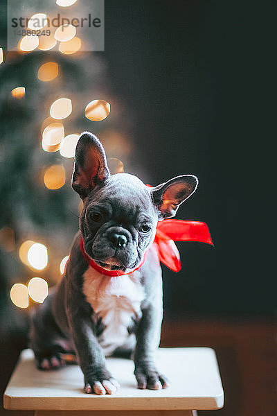 Junge französische Bulldogge trägt rote Schleife zu Weihnachten