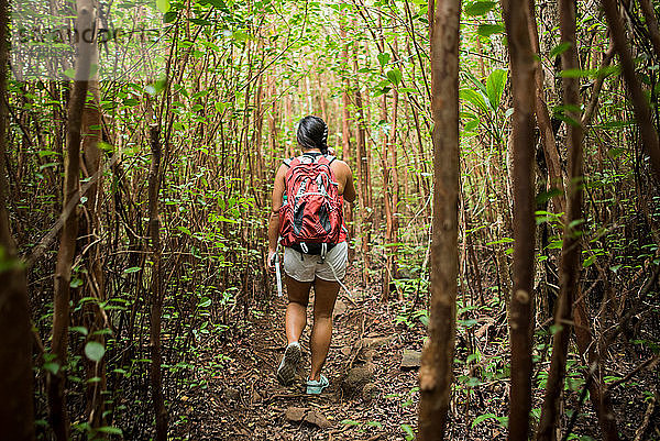 Wandern im Regenwald  Iao Valley  Maui  Hawaii
