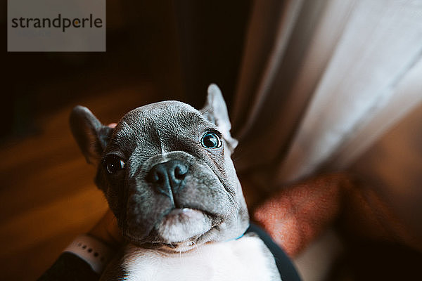 Französischer Bulldoggenwelpe  der aus dem Schoß des Besitzers aufblickt  Portrait aus persönlicher Perspektive