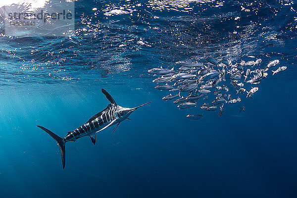 Gestreifter Marlin jagt Makrelen und Sardinen