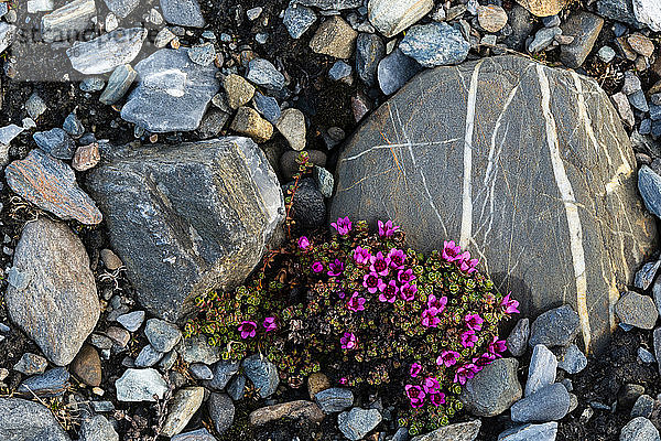 Violetter Steinbrech (Saxifraga oppositifolia) in Blüte zwischen Felsen  Isbjornhamna  Hornsund-Bucht  Spitzbergen  Svalbard  Norwegen