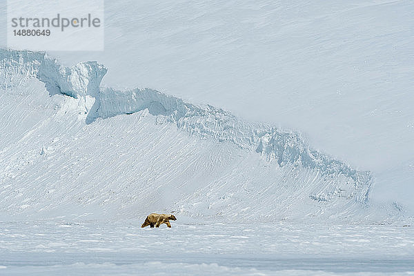 Eisbär (Ursus maritimus) beim Spaziergang auf der schneebedeckten Barentsinsel  Svalbard  Norwegen