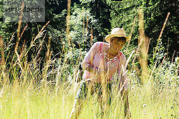 Frau pflückt Wildblumen im Wald  Sonthofen  Bayern  Deutschland