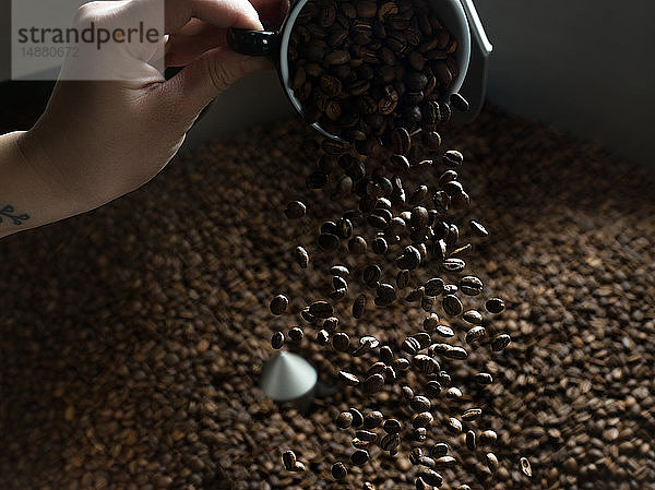 Kaffeebohnen von Hand in den Kaffeeröster schütten