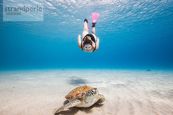 Frau schwimmt auf grüne Meeresschildkröte zu  Curacao