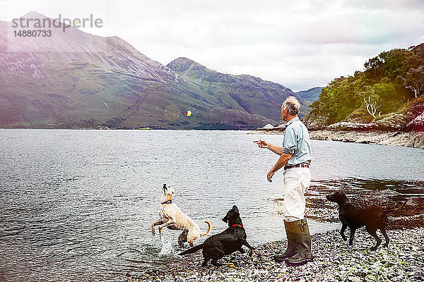 Älterer Mann wirft Ball in Loch für Hunde  Schottische Highlands