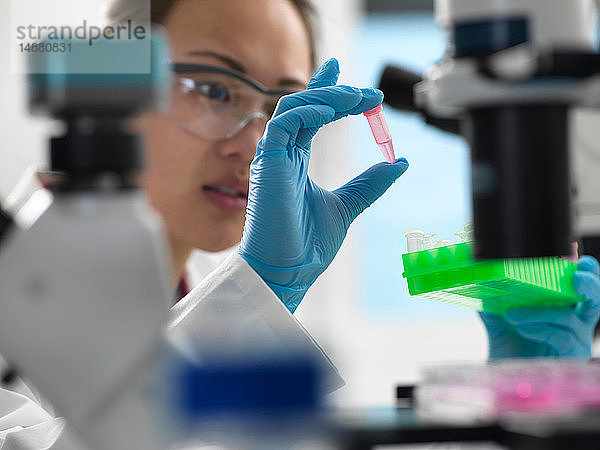 Wissenschaftler bereitet Probe für genetische Tests im Labor vor
