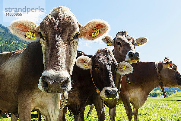 Kuhherde mit Ohrmarken auf dem Feld