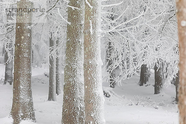 Schneebedeckter Wald  Detail