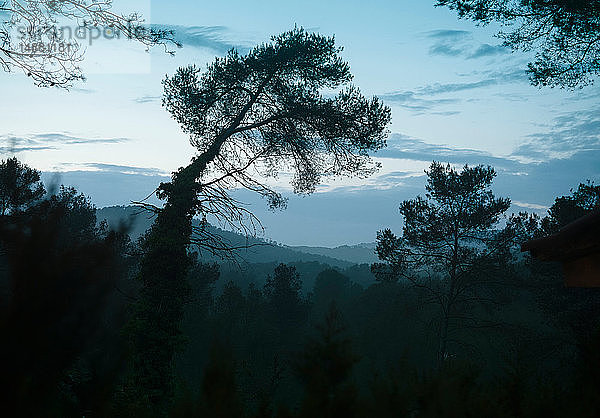 Wald bei Nacht  Olivella  Katalonien  Spanien