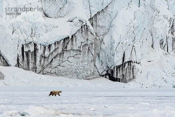 Eisbär (Ursus maritimus) beim Spaziergang auf der Barentsinsel  Svalbard  Norwegen