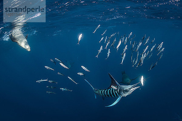 Gestreifter Marlin jagt Makrelen und Sardinen  dazu Seelöwen