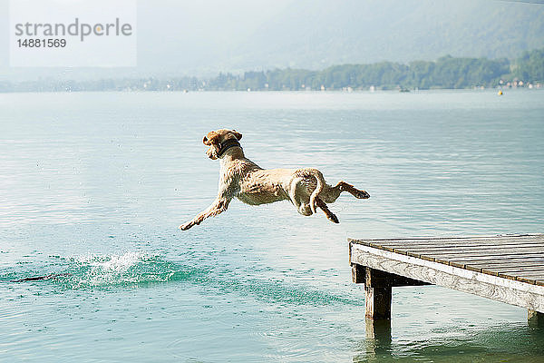 Hund springt vom Pier in den Lac d'Annecy  Annecy  Frankreich