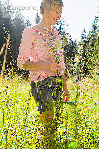 Frau pflückt Wildblumen im Wald  Sonthofen  Bayern  Deutschland
