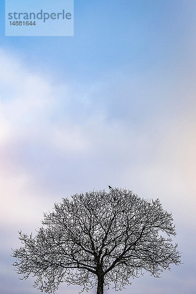 Vogel sitzt an der Spitze eines kahlen Baumes