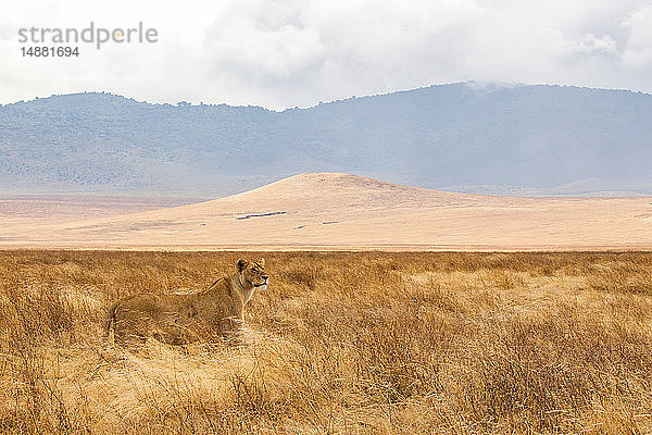 Landschaft mit Löwin (panthera leo)  Ngorongoro-Krater  Ngorongoro-Schutzgebiet  Tansania