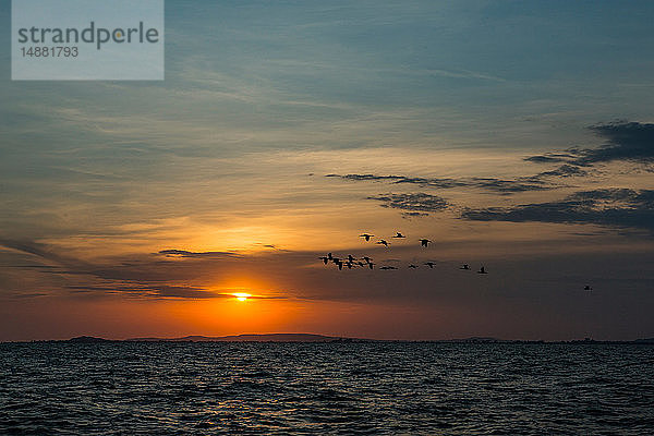 Silhouettierter Vogelschwarm  der bei Sonnenuntergang über den See fliegt  Uganda