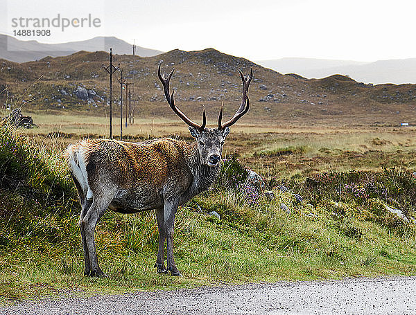 Ein Hochlandhirsch  der ihm am Straßenrand über die Schulter schaut  Porträt  Achnasheen  Schottische Highlands  Schottland