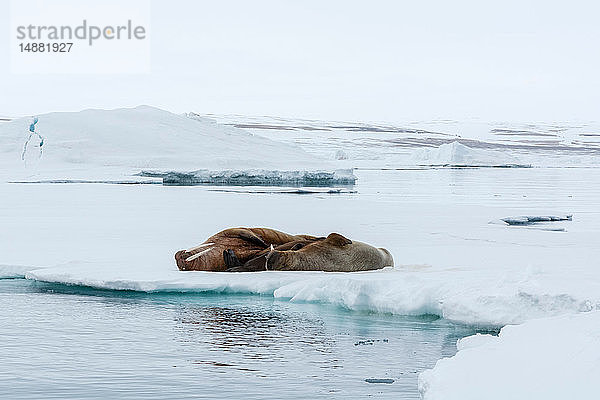 Atlantisches Walross (Odobenus rosmarus) auf Eisberg liegend  Vibebukta  Austfonna  Nordaustlandet  Svalbard  Norwegen