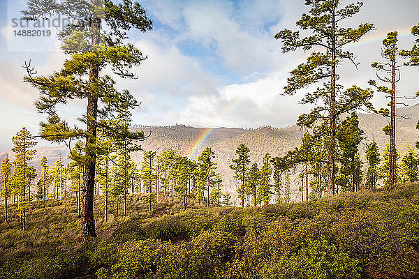 Regenbogen über Waldlandschaft  Mogan  Kanarische Inseln  Spanien