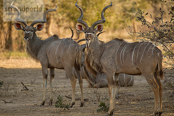 Kudu Tragelaphus strepsiceros) im Rückblick  Porträt  Mana Pools National Park  Simbabwe