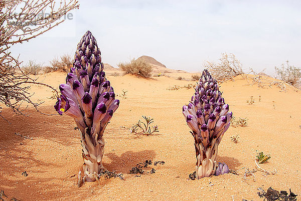 Violet Cistanche (Cistanche salsa) oder Violet Broomrape parasitäre Pflanze  die in der Wüste blüht  Wadi Rum  Jordanien