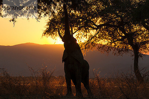 Silhouettenelefant (Loxodonta africana)  der sich bei Sonnenuntergang vom Baum ernährt  Sambesi-Fluss  Mana Pools National Park  Simbabwe