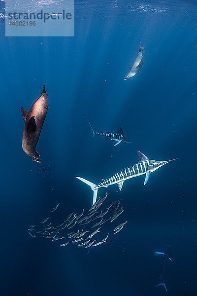Gestreifter Marlin jagt Makrelen und Sardinen  dazu Seelöwen