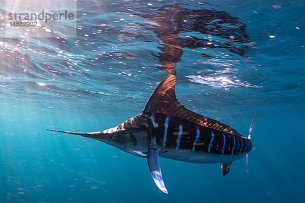 Gestreifter Marlin jagt Makrelen und Sardinen