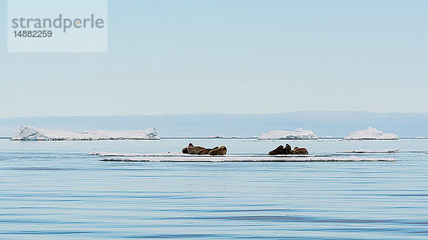 Atlantisches Walross (Odobenus rosmarus) auf Eisberg liegend  Fernsicht  Vibebukta  Austfonna  Nordaustlandet  Svalbard  Norwegen