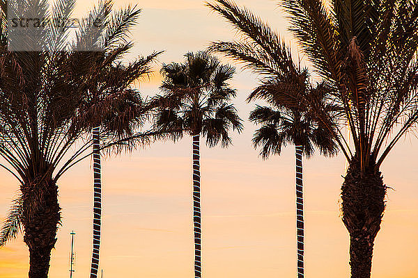 Palmen bei Sonnenuntergang  Sitges  Katalonien  Spanien