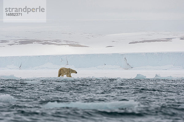 Eisbär (Ursus maritimus am Wasserrand auf der Polkappe  Austfonna Nordaustlandet  Svalbard  Norwegen