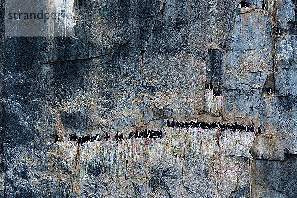 Bruennichs Trottellummen (uria lomvia) zusammen auf dem Küstenklippenvorsprung  Alkefjellet  Spitzbergen  Svalbard  Norwegen.