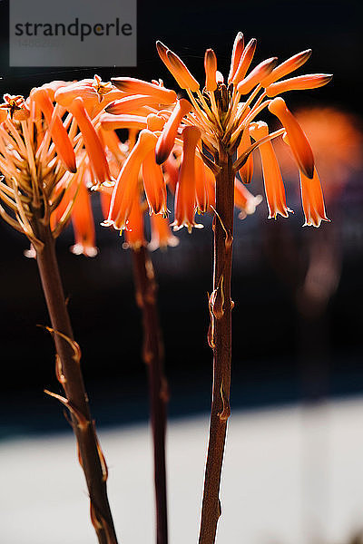 Orangefarbene Blumen