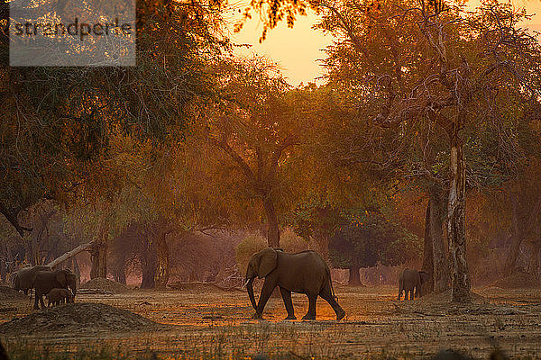 Elefanten (Loxodonta africana) im Mana Pools National Park bei Sonnenuntergang  Simbabwe