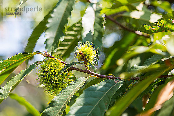 Edelkastanie (Castanea sativa)  Nahaufnahme